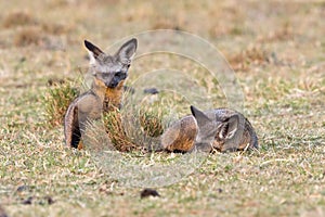 Pair Of Bat-eared Foxes In Evening Sun