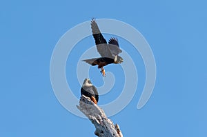 A pair of Bat Falcons, one flying and the other perching on a snag.