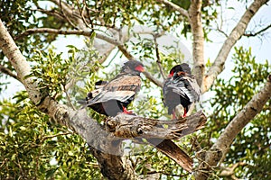 A pair of Bateleur Eagles in a South African Wildlife Reserve
