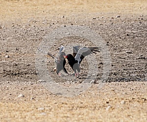 Bateleur Eagles