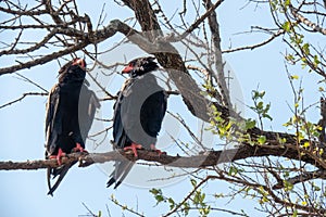 A pair of bateleur eagles - Terathopius ecaudatus - sitting on the branch of a tree. Location: Kruger National Park, South Africa