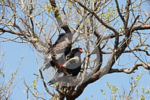 A pair of bateleur eagles - Terathopius ecaudatus - sitting on the branch of a tree. Location: Kruger National Park, South Africa