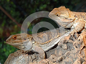 Pair of Bearded Dragon Lizards