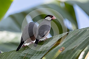 A pair of beautiful bird Java sparrow (Lonchura oryzivora