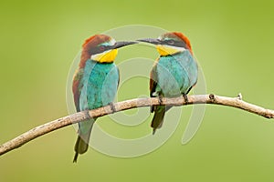 Pair of beautiful birds European Bee-eaters, Merops apiaster, sitting on the branch with green background. Two birds in Romania na