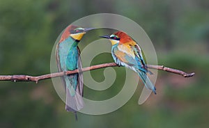 pair of beautiful birds of paradise