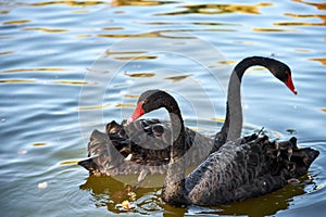 A pair of beautiful black swans floating on the surface lake