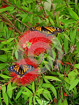 A Pair of the beautiful butterfly Danaus Plexippus