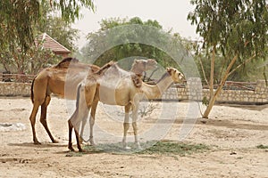 A pair of beautiful camels