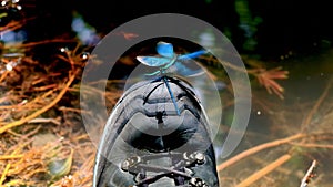 A pair of Beautiful Demoiselle dragonfly , games over the hiking boots