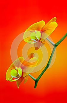 Pair of beautiful golden yellow orchids against colorful background