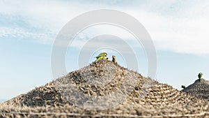 A pair of beautiful green parrots with food in their paws are sitting on a straw umbrella on the beach on a sunny day. Parrots eat