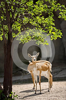 Pair of beautiful impala