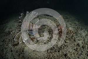 Pair of beautiful lionfish swimming