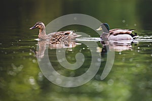 Pair of beautiful Mallard Ducks anas platyrhynchos on still water