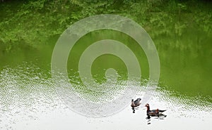 A pair of beautiful mallard ducks swim happily on the breezy water.