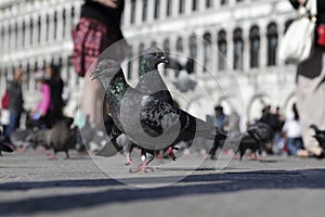 Pair of beautiful pigeons in Piazza San Marco St Mark`s Square in Venice. Close-up, selective focus