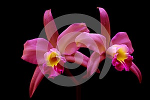 Pair of beautiful pink color hybrid cattleya orchids