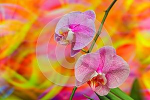 Pair of beautiful pink phalaenopsis blume orchids with psychedelic abstract background 
