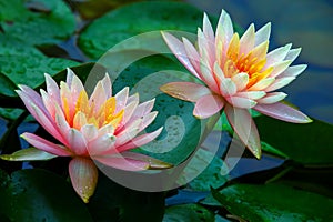 Pair of beautiful pink water lilies covered in dew drops after heavy rain.