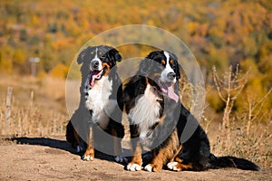 Pair of beautiful purebred dogs Berner Sennenhund on hills of yellow autumn landscape