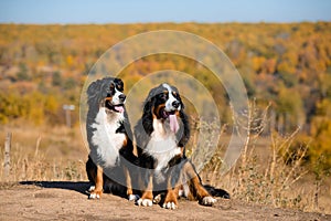 Pair of beautiful purebred dogs Berner Sennenhund on hills of yellow autumn landscape