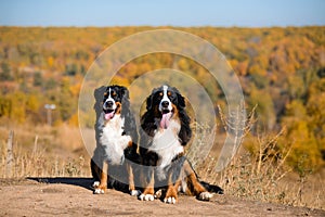 Pair of beautiful purebred dogs Berner Sennenhund on hills of yellow autumn landscape