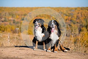 Pair of beautiful purebred dogs Berner Sennenhund on hills of yellow autumn landscape