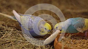 A pair of beautiful Rainbow budgie eating food in farm.