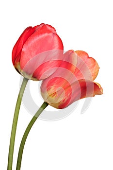 Pair beautiful spring flowers. Tulips isolated on white.