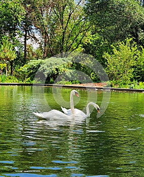 Pair of white swans on pond