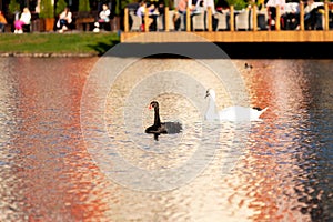 A pair of beautiful swans, white and black, swim in the city pond in the park. There are resting people on the pond cost on the
