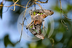 A pair of beautiful tailed jay graphium agamemnon butterflies
