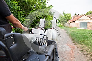 Pair of beautiful white horses view from carriage