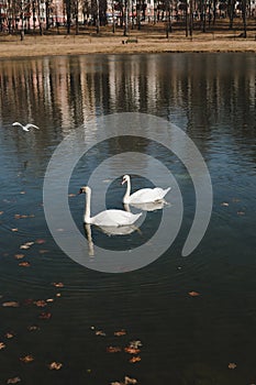 A pair of beautiful white swans on the water. Two graceful white swans swim in the dark water lake