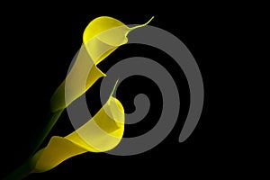 Soft and sensual pair of yellow calla lilies on black background