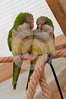 Pair of beautiful yellow-green parrots sits on a rope in an aviary
