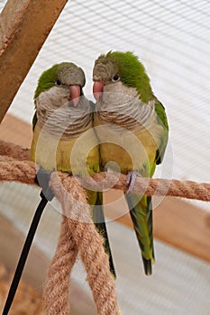 Pair of beautiful yellow-green parrots sits on a rope in an aviary