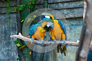 A pair of beautiful yellow macaw parrots