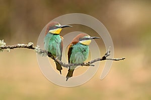 Pair of bee-eaters on the branch photo