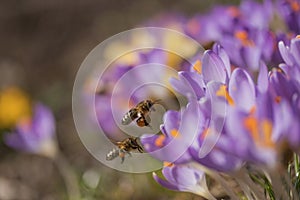 Pair of bees to a flower violet crocus