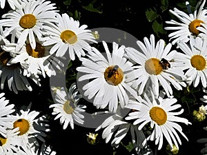 Pair of Bees on White Daisies