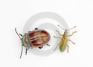 Pair of beetles