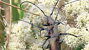 Pair of beetles with long mustaches are pairing. Musk Beetle Aromia moschata