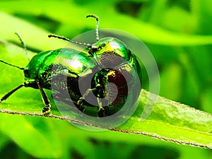 a pair of beetles mating on a leaf