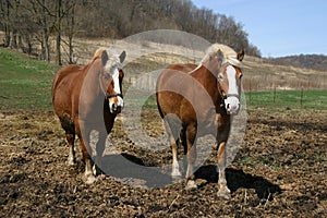 A pair of Belgian Draft horses