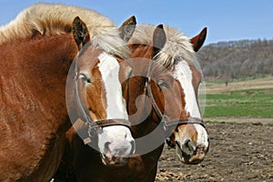 A pair of Belgian Draft horses