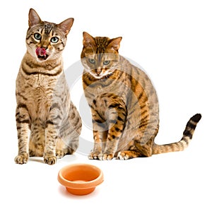 Pair of bengal cats one licking lips