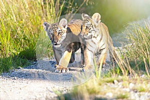 Pair of Bengal tiger cubs on a walk on a forest road