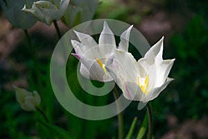 A pair of bicolor tulips